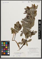 Foto von Salix appendiculata Vill.